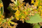 Autumn goldenrod 